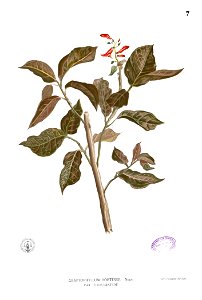 Graptophyllum pictum Blanco1.7
