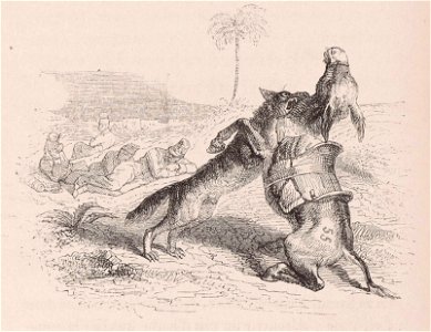 Grandville - L'ane de plusieurs les loups le mangent