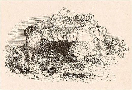 Grandville - Chaque oiseau trouve son nid beau