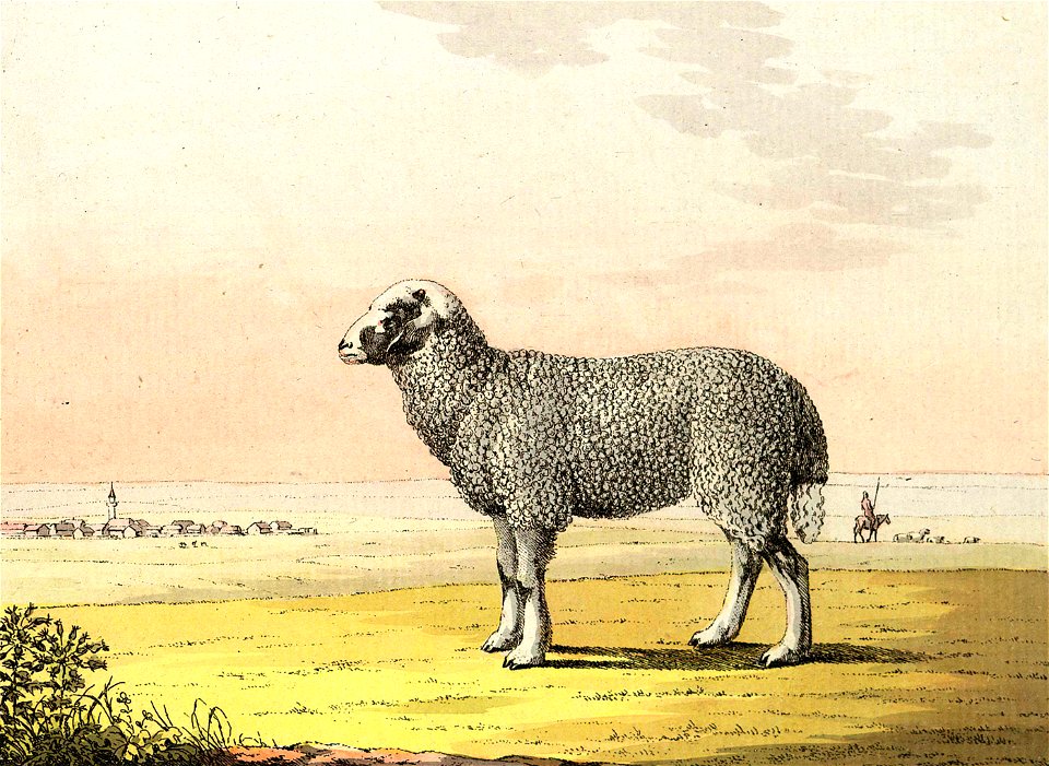 Gray Crimean sheep