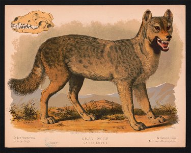 Gray wolf - Canis lupus LCCN2017660731