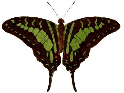 Graphium antheus 2