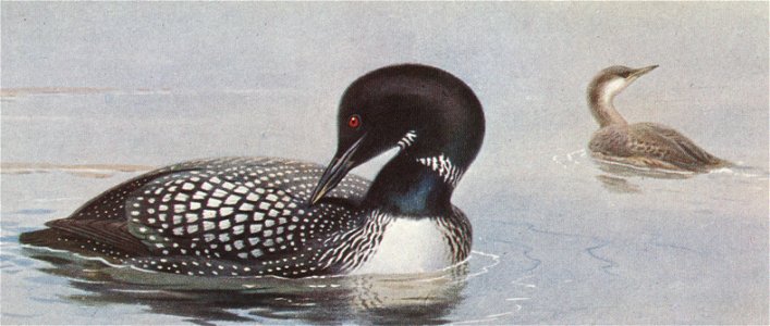 Great Northern Diver (Gavia immer) (summer & winter)