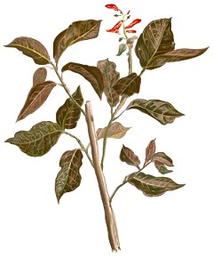 Graptophyllum pictum Blanco1.7-cropped