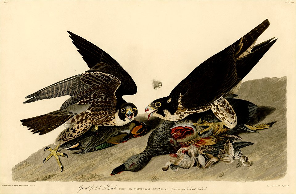 Great-footed Hawk (Audubon)
