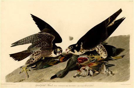 Great-footed Hawk (Audubon)