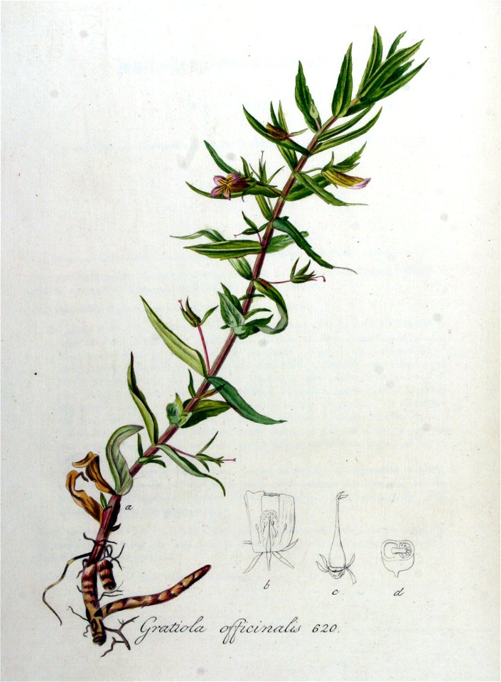 Gratiola officinalis — Flora Batava — Volume v8