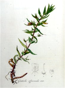 Gratiola officinalis — Flora Batava — Volume v8