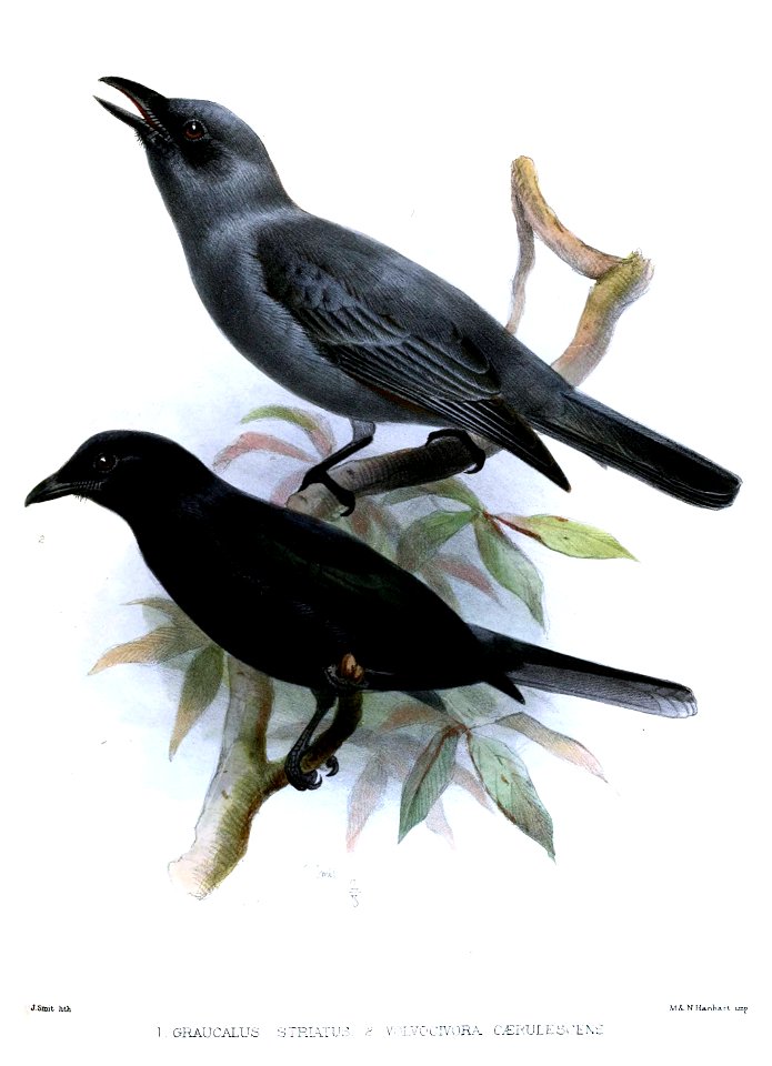 Graucalus Smit
