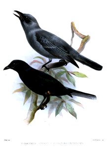 Graucalus Smit