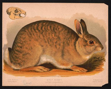 Gray rabbit - Lepus sylvaticus - E.K. LCCN2017660729