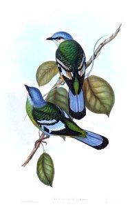 GreenCochoaGould