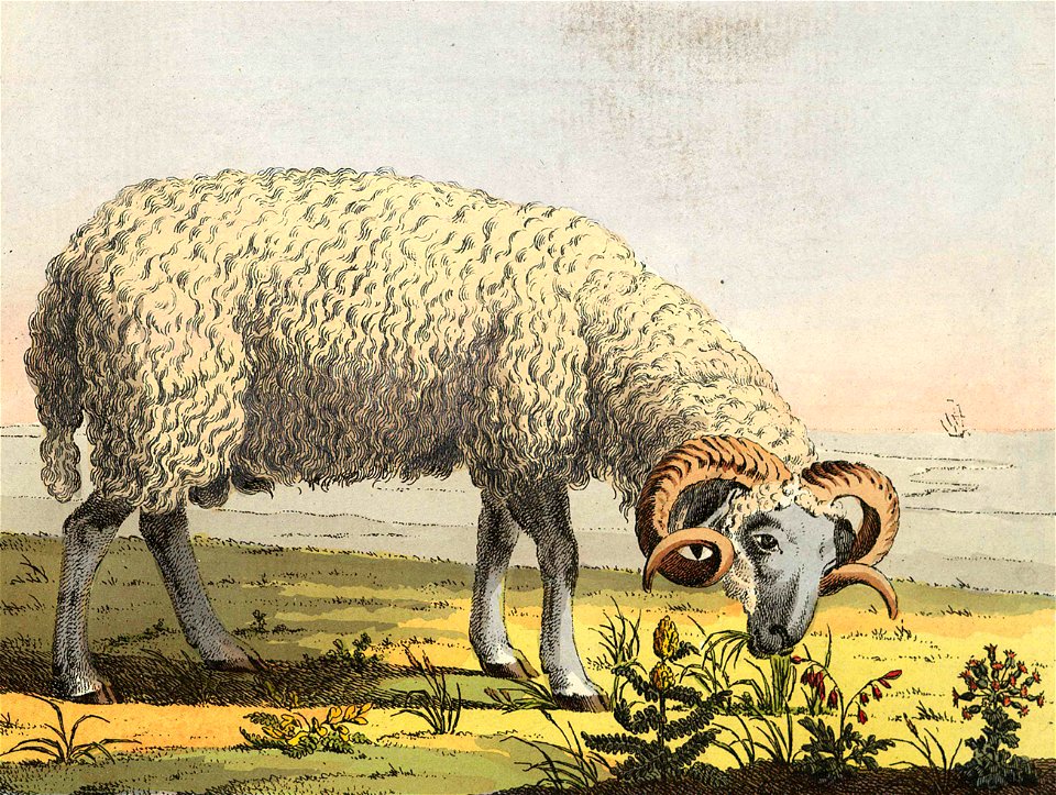 Gray Crimean ram