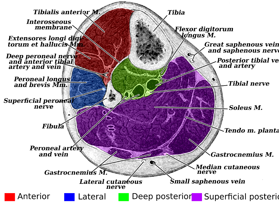 Gray440 - Fascial compartments of leg - Free Stock Illustrations ...