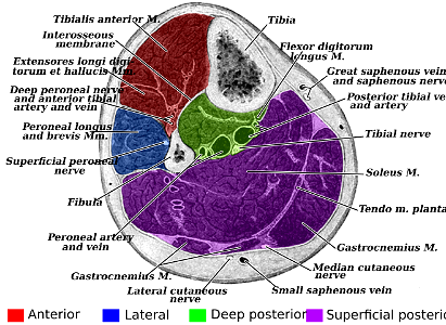 Gray440 - Fascial compartments of leg