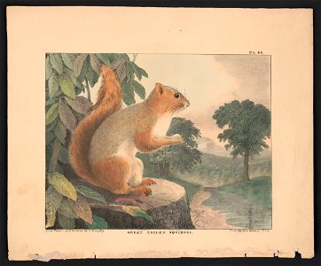 Great tailed squirrel - from nature and on stone by T. Doughty ; from Childs & Inman's Press. LCCN2013651014