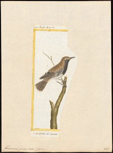 Formicivora grisea - 1700-1880 - Print - Iconographia Zoologica - Special Collections University of Amsterdam - UBA01 IZ16400347