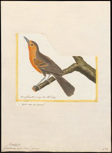 Formicivora rufa - 1700-1880 - Print - Iconographia Zoologica - Special Collections University of Amsterdam - UBA01 IZ16400367