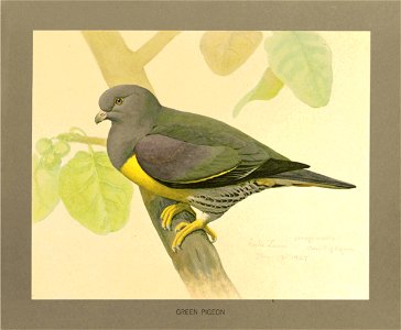 Green pigeon Fuertes
