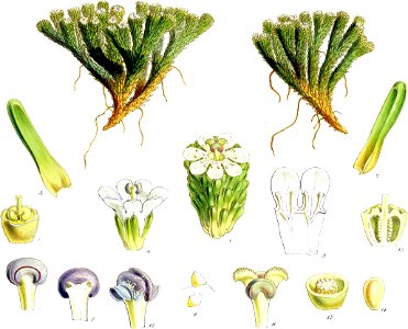 Forstera clavigera-Botany of Antarctica-PL028-0061