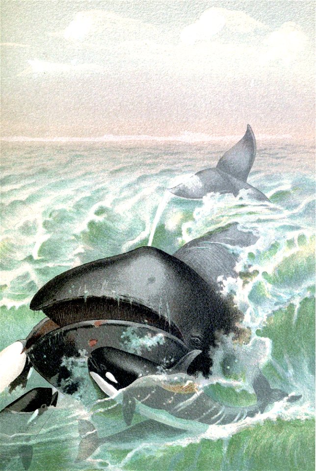 Greenland whale