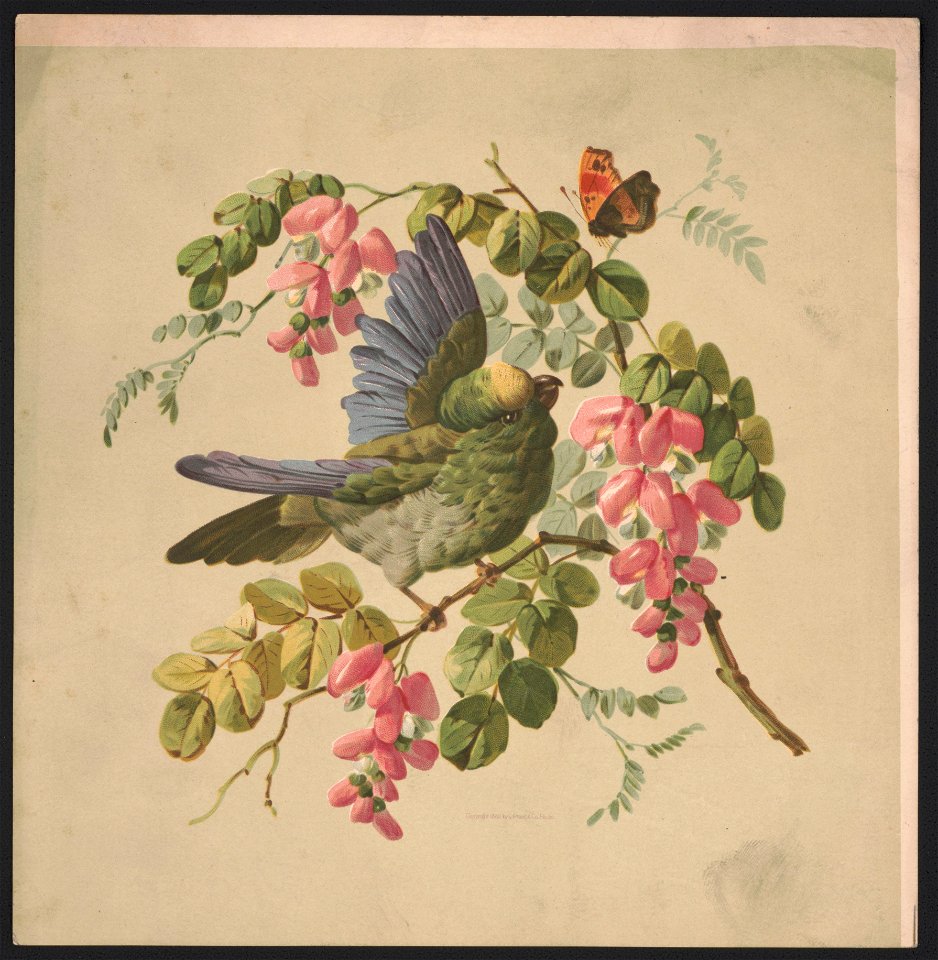 Green parrot and acacia LCCN2016652326
