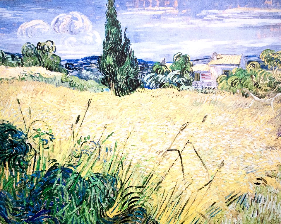 Green Wheat Field with Cypress - My Dream