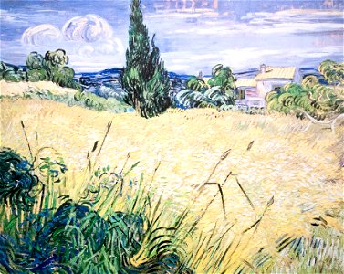Green Wheat Field with Cypress - My Dream