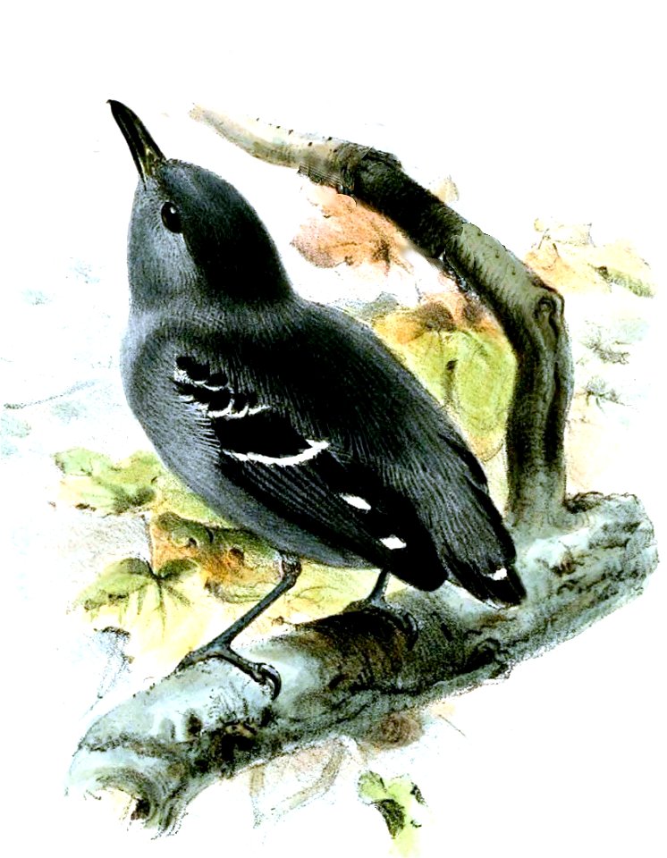 FormicivoraHauxwelliWolf
