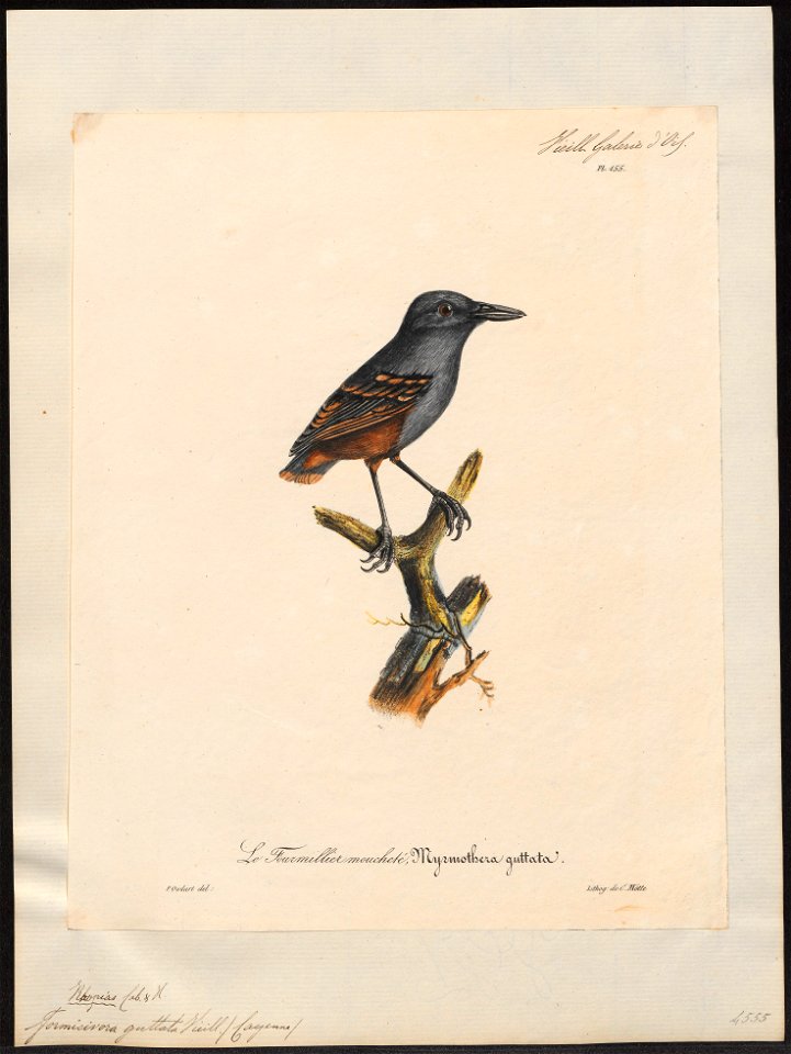 Formicivora guttata - 1825-1834 - Print - Iconographia Zoologica - Special Collections University of Amsterdam - UBA01 IZ16400373