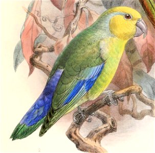 Forpus xanthops 1895