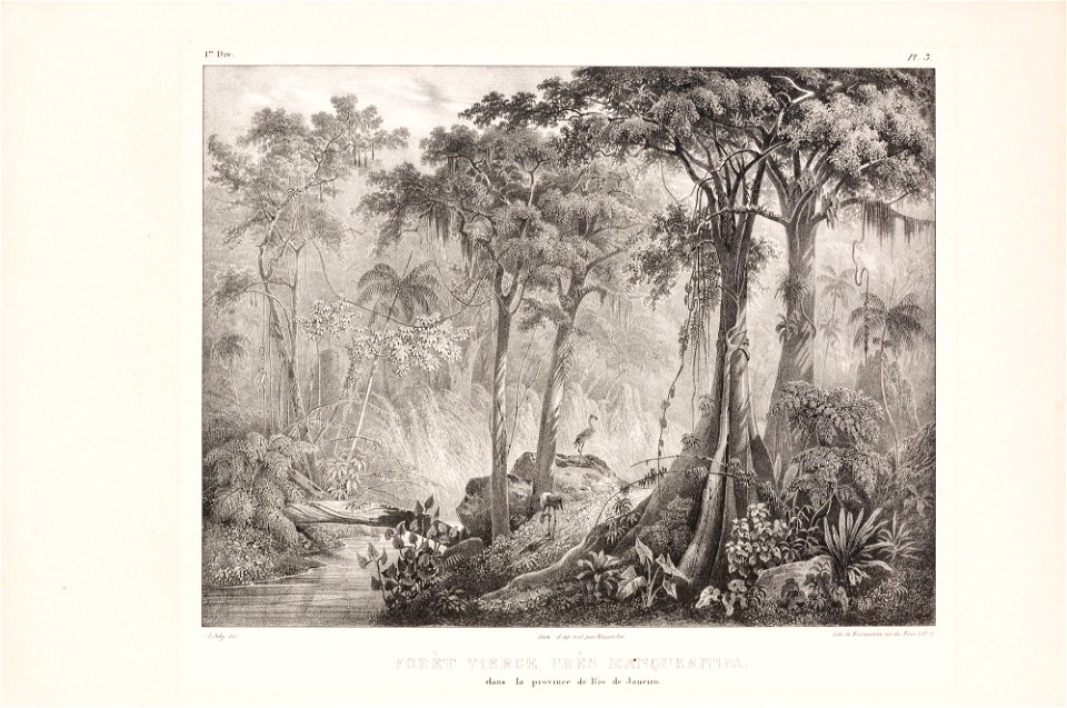 Forèt vierge près Manqueritipa, dans la province de Rio de Janeiro, da Coleção Brasiliana Iconográfica
