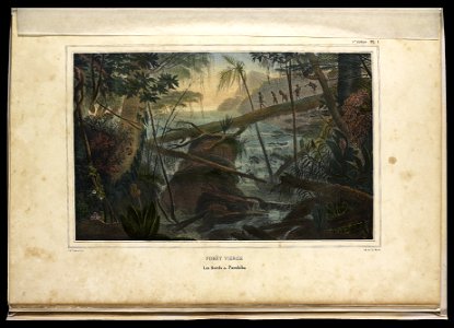 Forêt Vierge - Les Bords du Parahïba (2), da Coleção Brasiliana Iconográfica