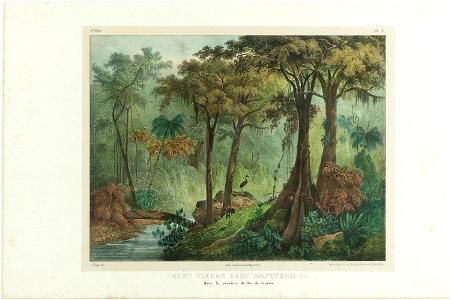 Forèt Viérge Près Manqueritipa. dans la province de Rio de Janeiro., da Coleção Brasiliana Iconográfica