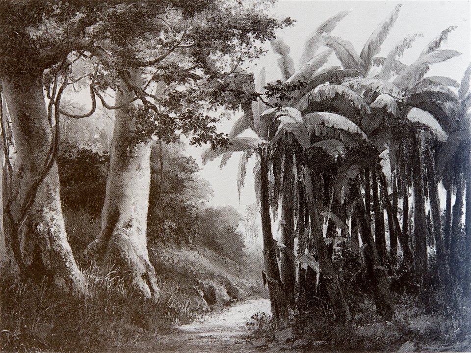 Forêt tropicale (Camille Pissarro), 1856