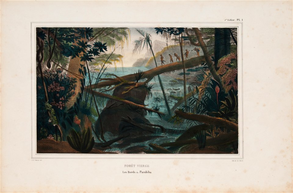 Forêt vierge le bords du Parahïba, da Coleção Brasiliana Iconográfica