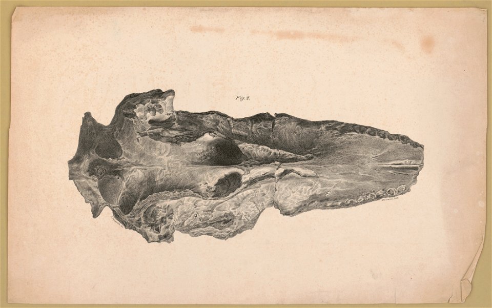 Fossil, Fig. 2) - C. Fenderich del. ; P.S. Duval, Lith LCCN2017657789