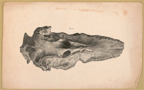 Fossil, Fig. 2) - C. Fenderich del. ; P.S. Duval, Lith LCCN2017657789