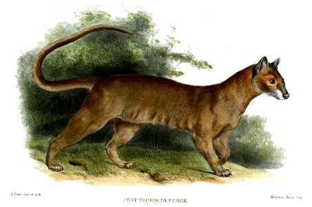 FossaSmit
