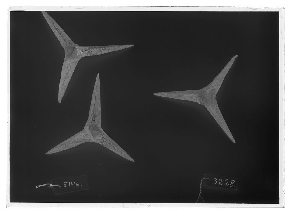 Fotangel - Livrustkammaren - 26275-negative