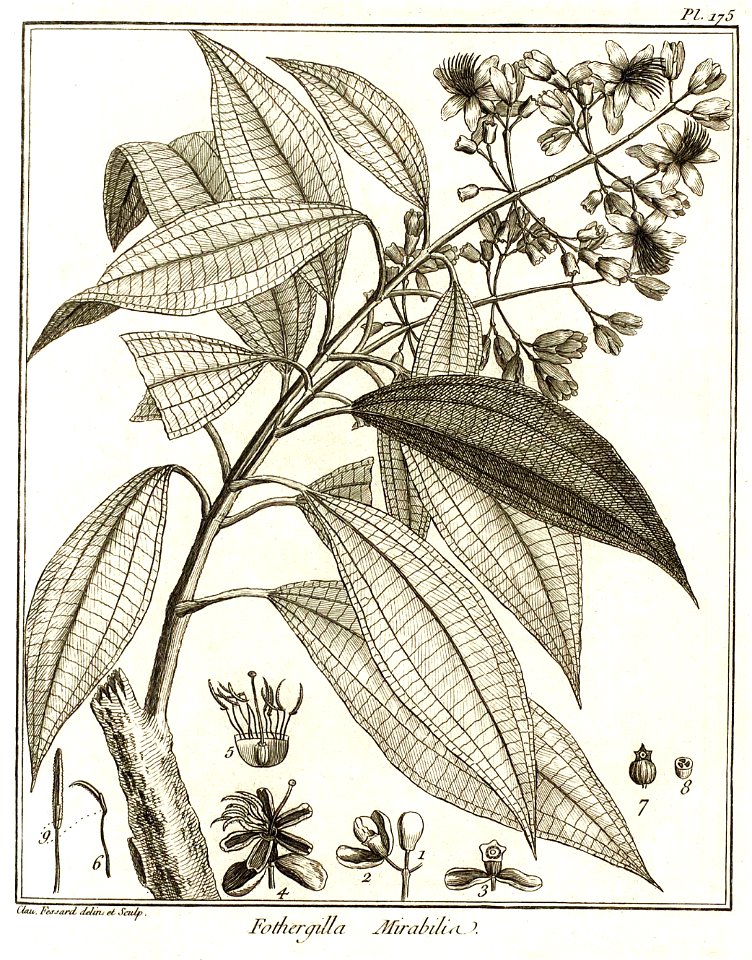 Fothergilla mirabilis Aublet 1775 pl 175