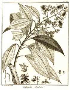 Fothergilla mirabilis Aublet 1775 pl 175