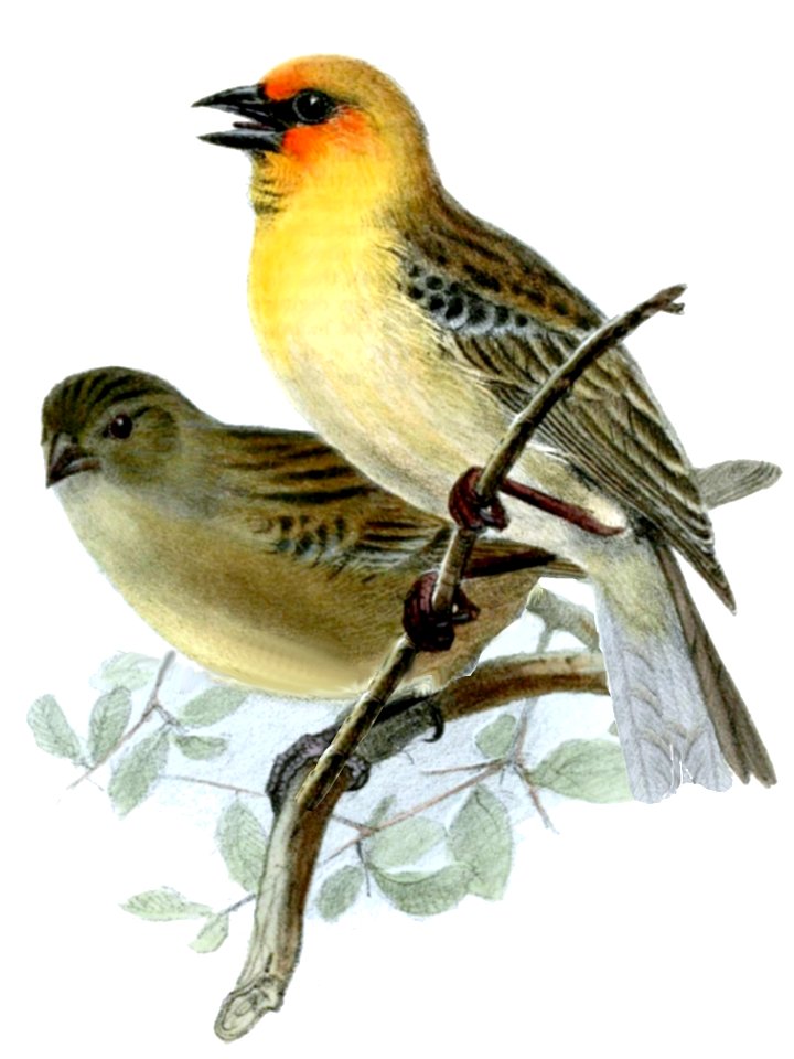 Foudia flavicans Wolf 2