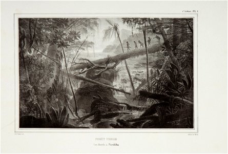 Forêt vierge. Les bords du Parahiba, da Coleção Brasiliana Iconográfica