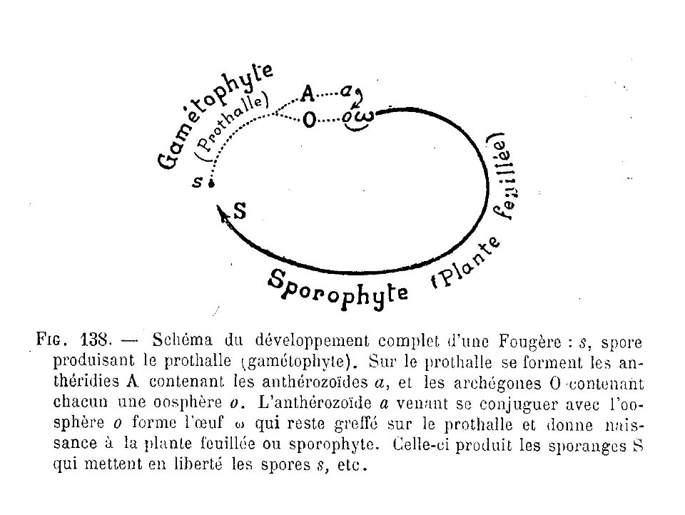 Fougère - schéma du développement complet