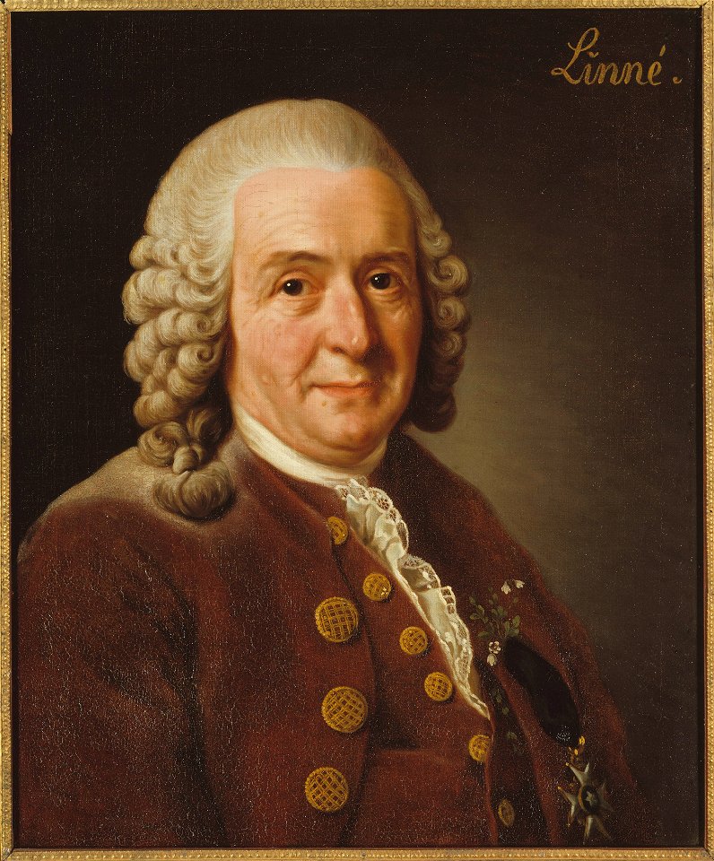 Carl von Linné, 1707-1778, botanist, professor (Alexander Roslin) - Nationalmuseum - 15723