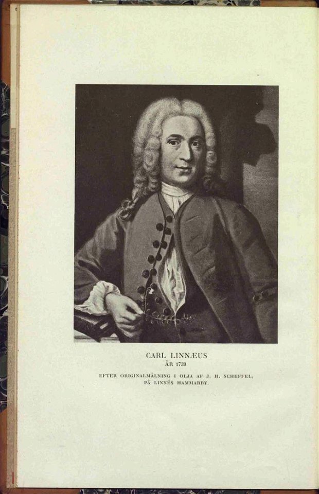 Carl von Linné av J H Scheffel 1739