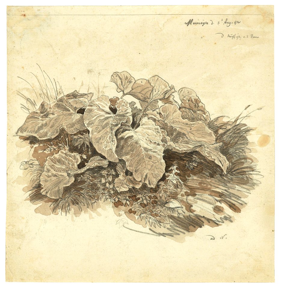 Carl Wagner Huflattich 1842