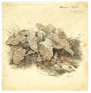 Carl Wagner Huflattich 1842