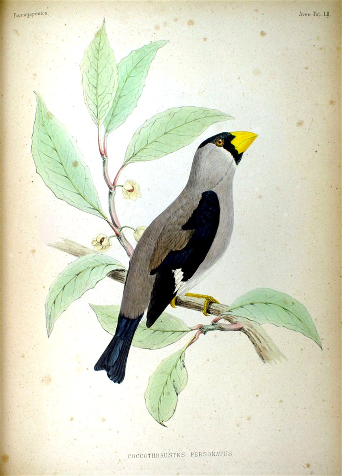 Coccothraustes personatus Fauna Japonica